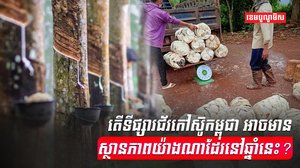 ទីផ្សារជ័រកៅស៊ូ