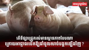 វិស័យចិញ្ចឹមសត្វ