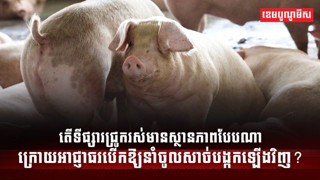 វិស័យចិញ្ចឹមសត្វ