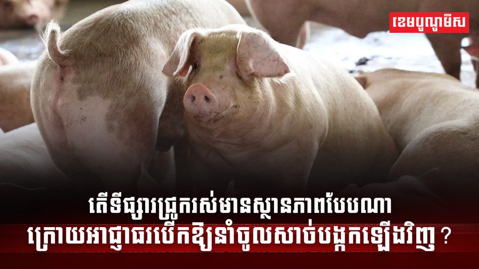 វិស័យចិញ្ចឹមសត្វ