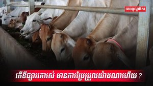 វិស័យចិញ្ចឹមសត្វ