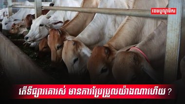វិស័យចិញ្ចឹមសត្វ
