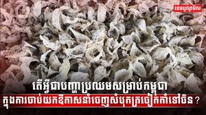 សត្វត្រចៀកកាំ