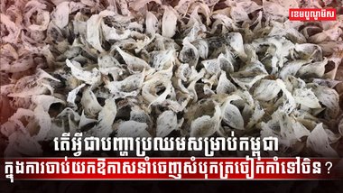 សត្វត្រចៀកកាំ