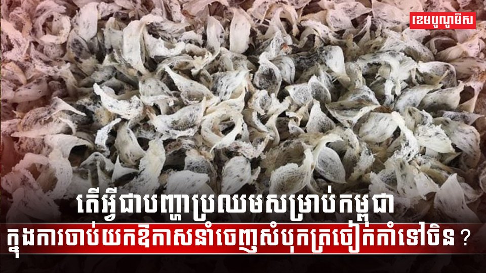 សត្វត្រចៀកកាំ
