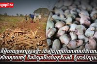 វិស័យកសិកម្ម