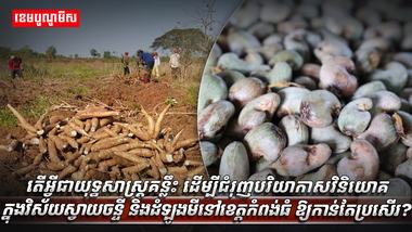 វិស័យកសិកម្ម