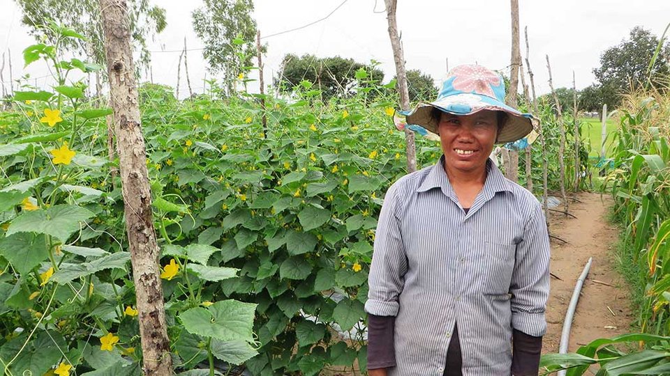 កសិករ​ដាំ​បន្លែ​នៅ​ខេត្ត​សៀមរាប
