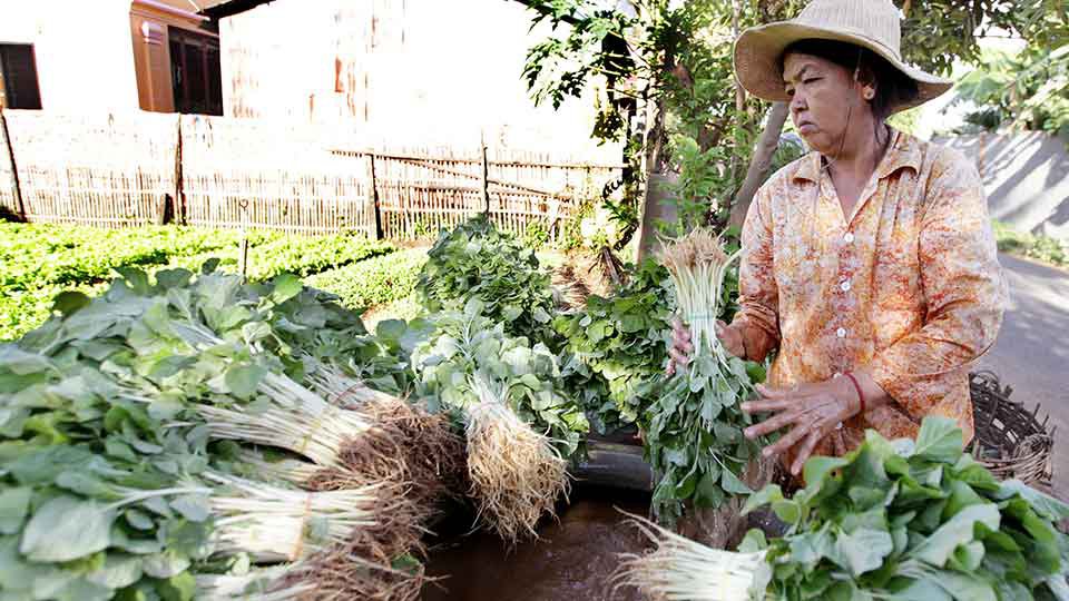 កម្ពុជា​នាំ​បន្លែ​ចូល​ពី​ប្រទេស​ជិត​ខាង​គិត​ជា​ទឹក​ប្រាក់​ជាង ១៥០លាន​ដុល្លារ​ក្នុង​មួយ​ឆ្នាំ។