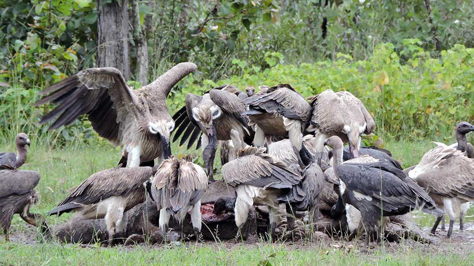 ក្រុម​អ្នក​ធ្វើការ​អភិរក្ស​សត្វ​ត្មាត បង្ហាញ​ការបារម្ភ​ពី​ការ​បន្ត​ថយ​ចុះ​នូវ​ចំនួន​សត្វ​ត្មាត​នៅ​កម្ពុជា។ រូបថត៖ អង្គការ WCS