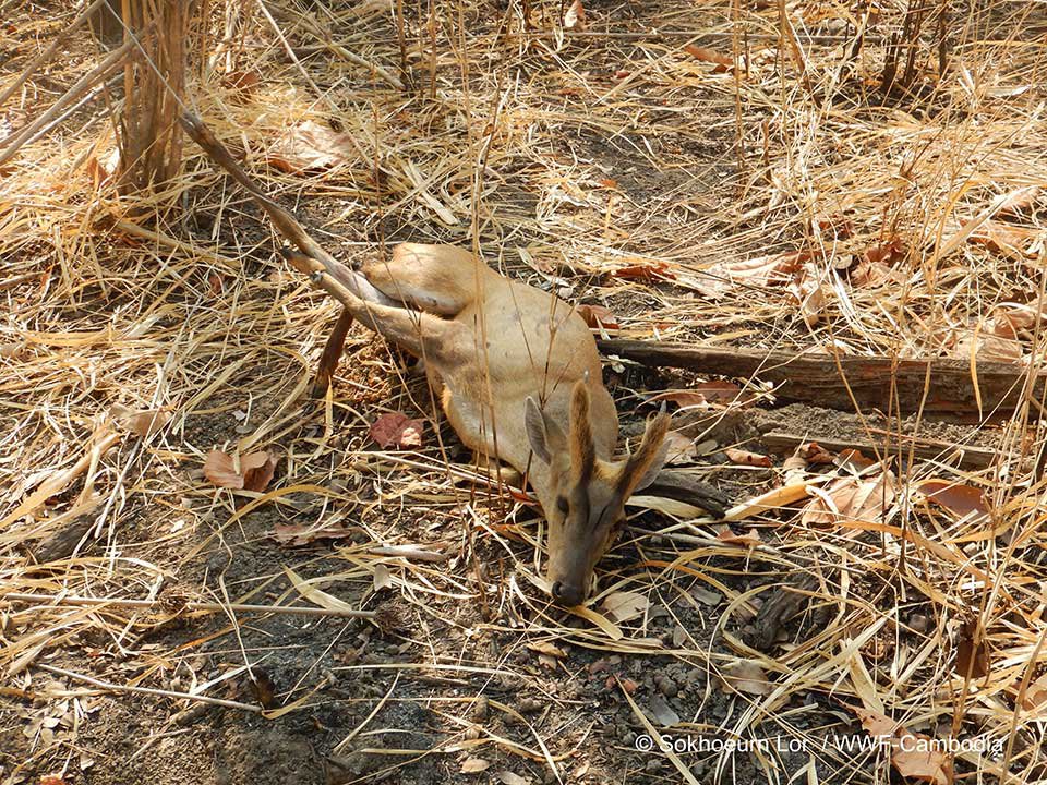 សត្វព្រៃ​នៅកម្ពុជា កំពុងរង​ការគំរាមកំហែង​ពី​ការដាក់​អន្ទាក់។