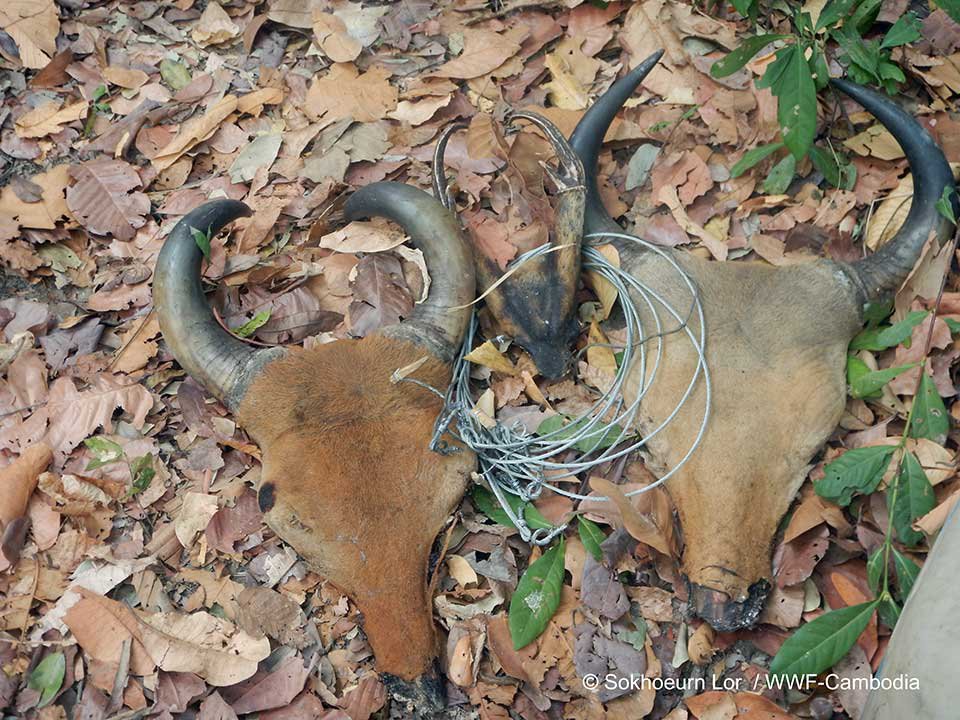 វិបត្តិអន្ទាក់​គំរាមកំហែង​ធ្ងន់ធ្ងរ​ចំពោះ​​សត្វព្រៃ​នៅ​កម្ពុជា ឡាវ និង​វៀតណាម