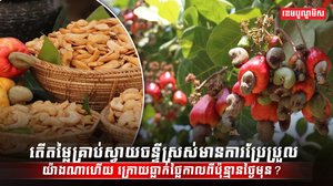 តើតម្លៃគ្រាប់ស្វាយចន្ទីស្រស់