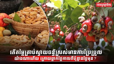 តើតម្លៃគ្រាប់ស្វាយចន្ទីស្រស់