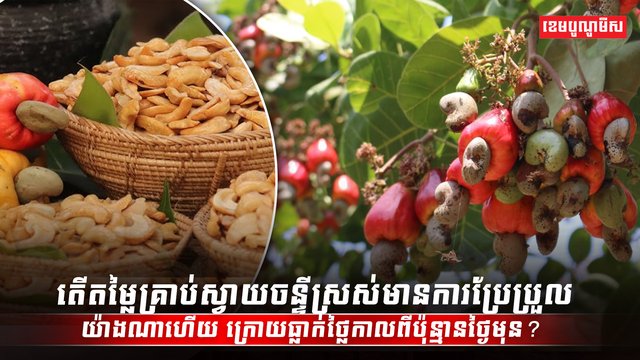 តើតម្លៃគ្រាប់ស្វាយចន្ទីស្រស់