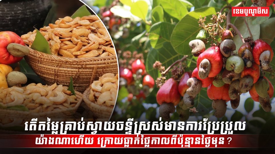 តើតម្លៃគ្រាប់ស្វាយចន្ទីស្រស់