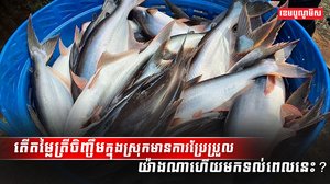 អ្នកចិញ្ចឹមត្រី